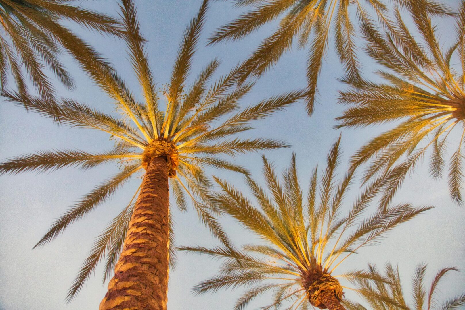 A palm tree with many leaves on it